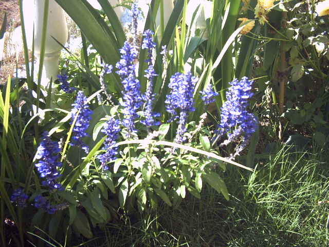 [Foto de planta, jardin, jardineria]