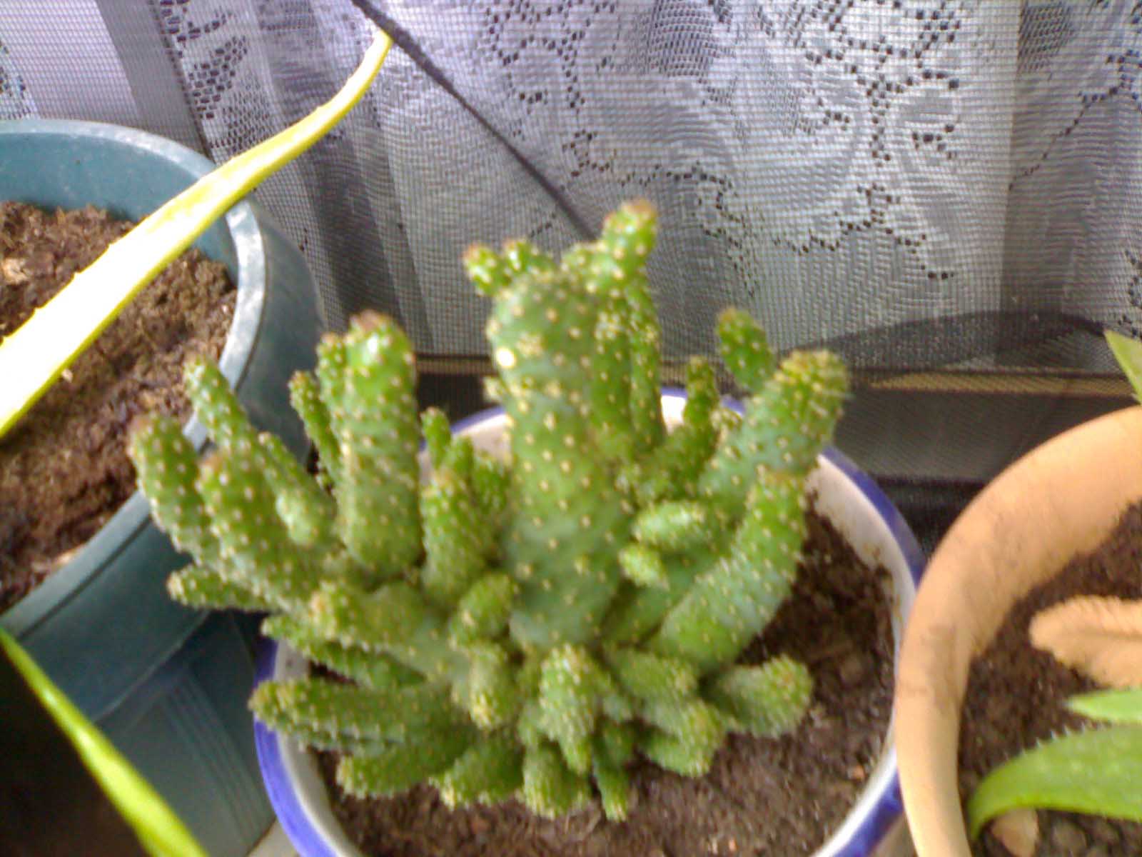 [Foto de planta, jardin, jardineria]