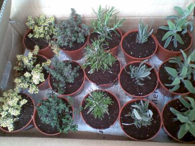 [Foto de planta, jardin, jardineria]
