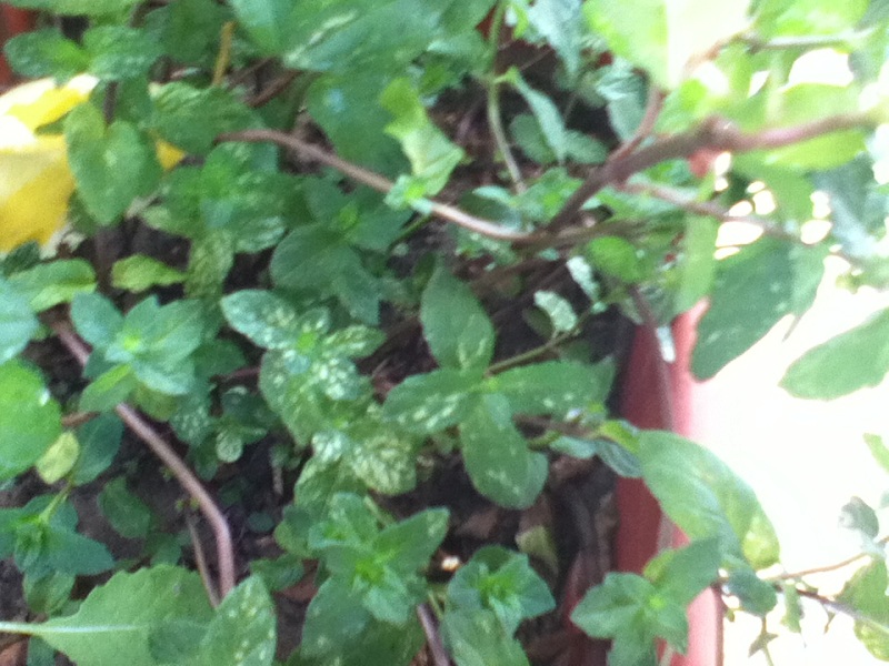 [Foto de planta, jardin, jardineria]