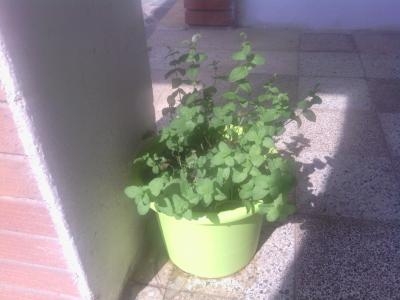[Foto de planta, jardin, jardineria]