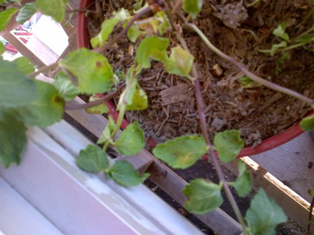 [Foto de planta, jardin, jardineria]