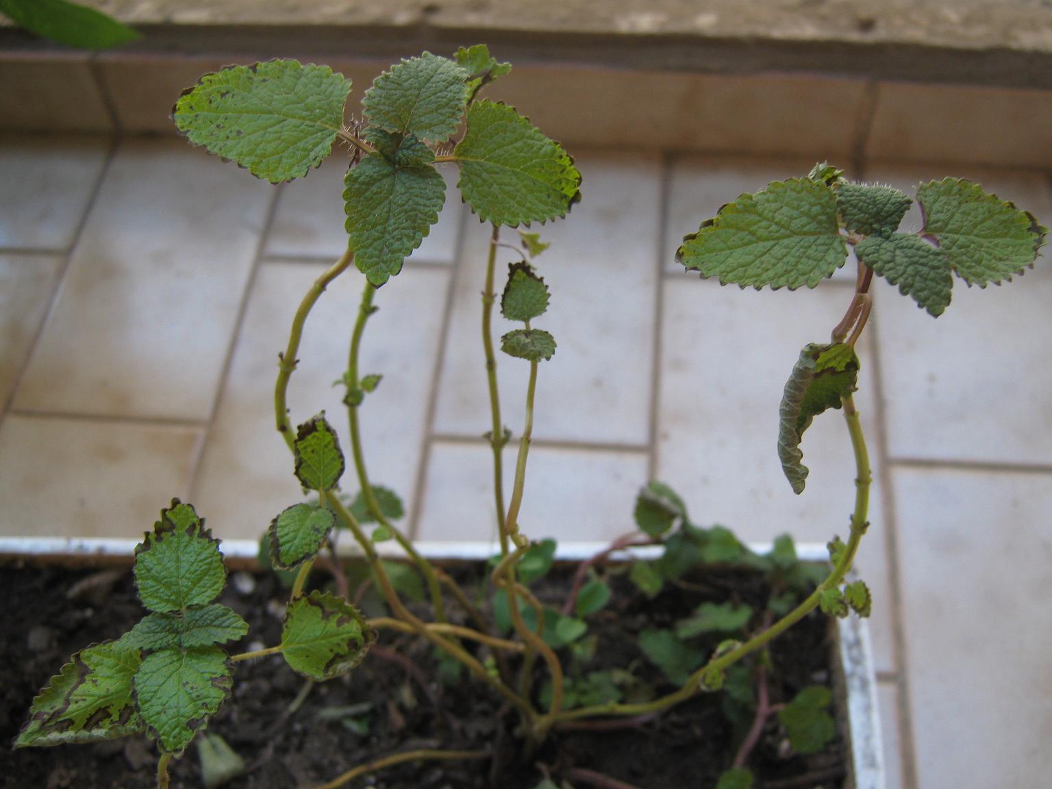 [Foto de planta, jardin, jardineria]