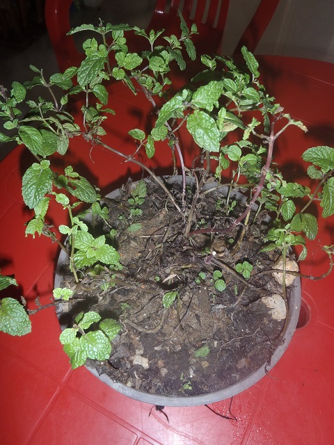 [Foto de planta, jardin, jardineria]