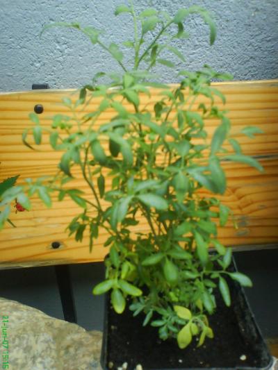 [Foto de planta, jardin, jardineria]