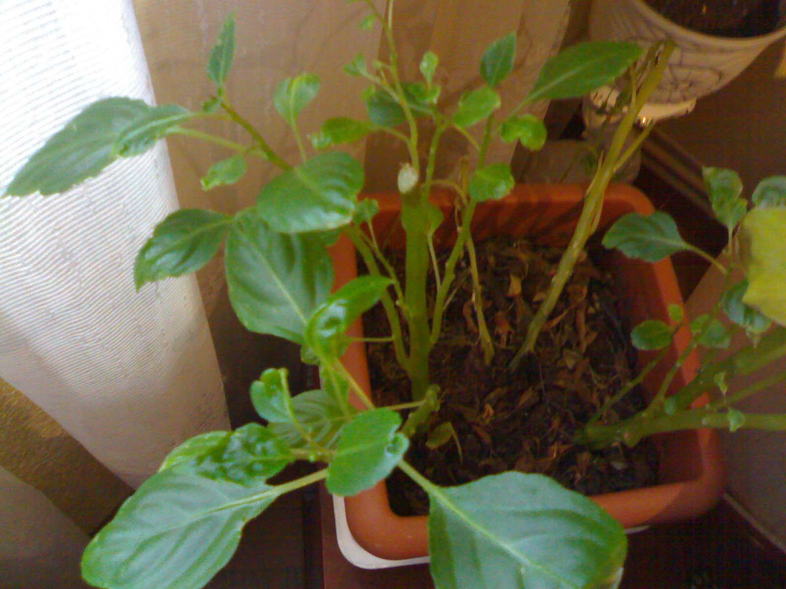 [Foto de planta, jardin, jardineria]