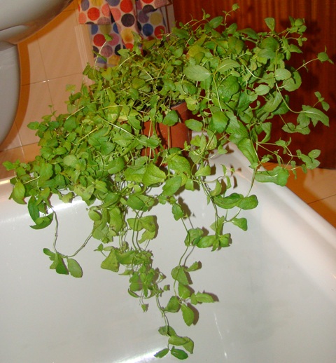 [Foto de planta, jardin, jardineria]