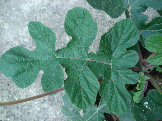 [Foto de planta, jardin, jardineria]