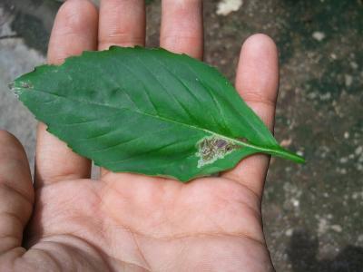 [Foto de planta, jardin, jardineria]