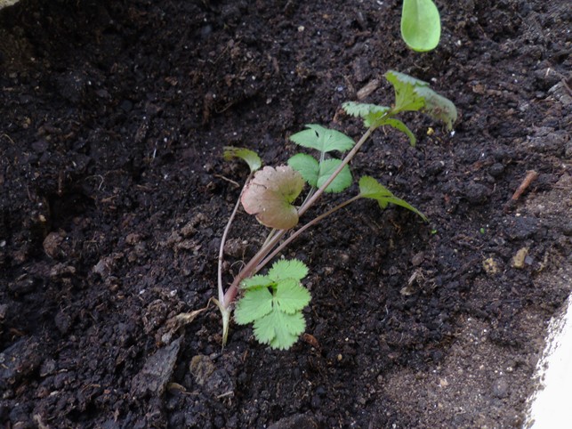 [Foto de planta, jardin, jardineria]