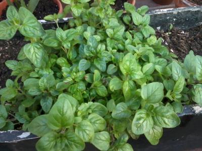 [Foto de planta, jardin, jardineria]