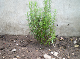 [Foto de planta, jardin, jardineria]