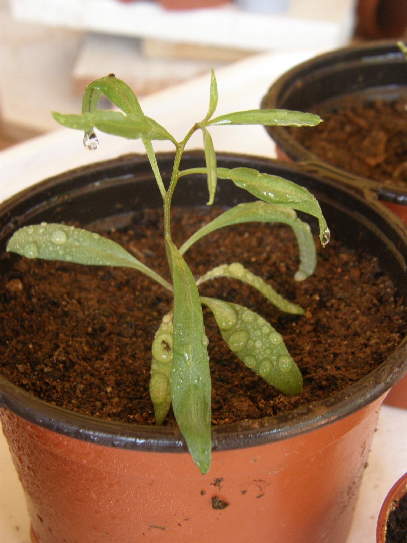 [Foto de planta, jardin, jardineria]