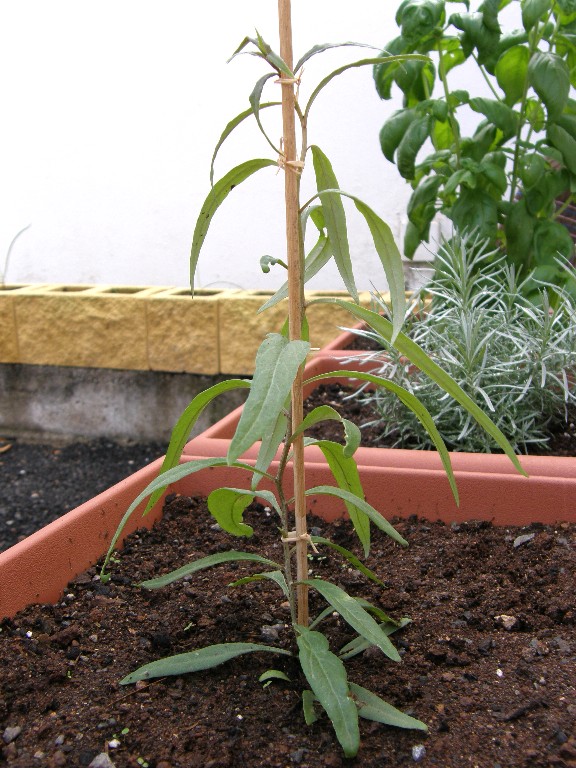 [Foto de planta, jardin, jardineria]