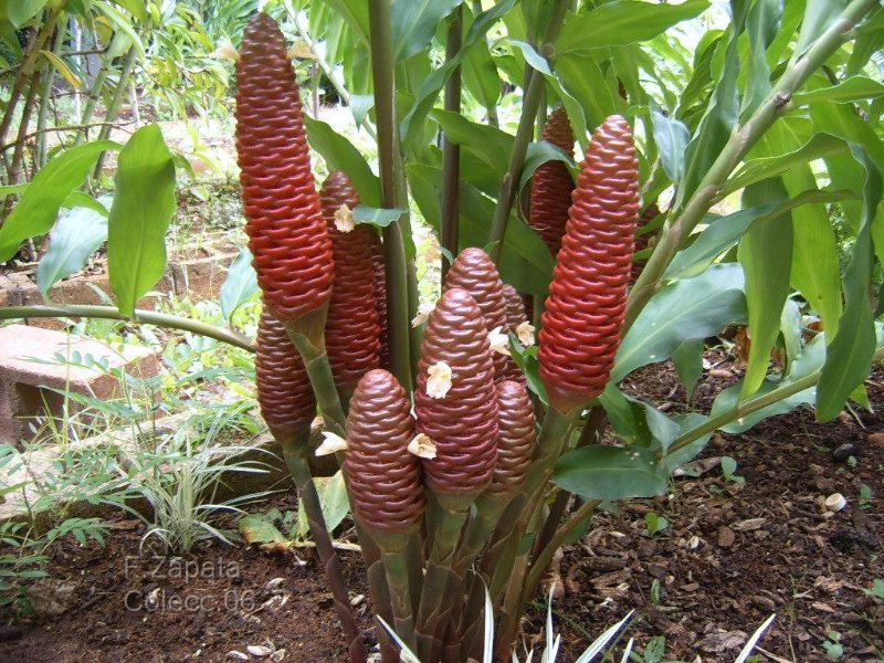 [Foto de planta, jardin, jardineria]
