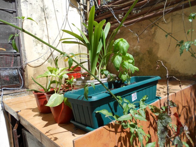 [Foto de planta, jardin, jardineria]