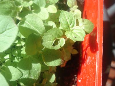 [Foto de planta, jardin, jardineria]