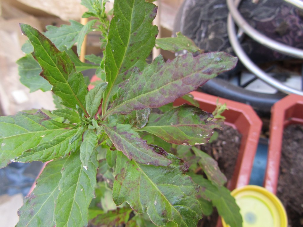 [Foto de planta, jardin, jardineria]