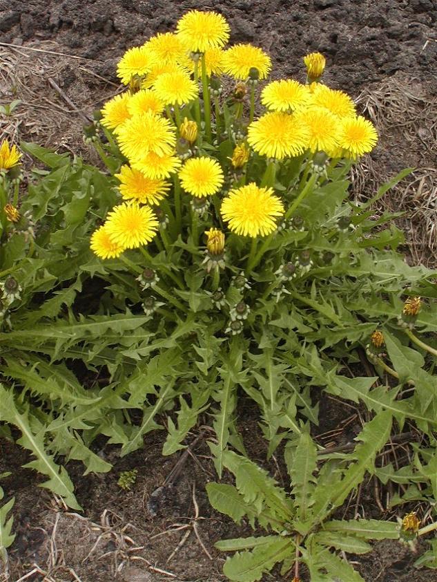 [Foto de planta, jardin, jardineria]