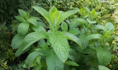 [Foto de planta, jardin, jardineria]