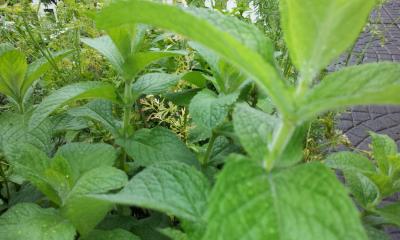 [Foto de planta, jardin, jardineria]