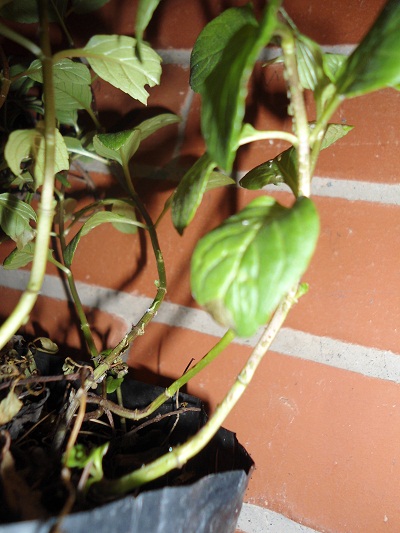 [Foto de planta, jardin, jardineria]