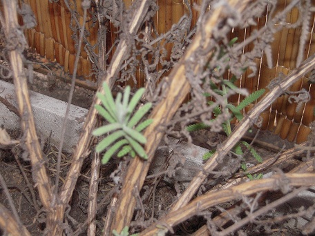 [Foto de planta, jardin, jardineria]