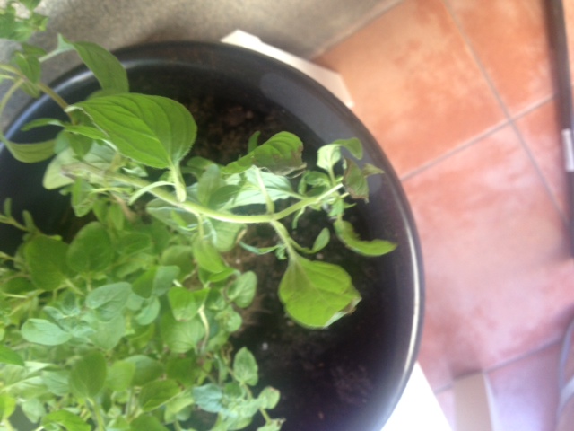[Foto de planta, jardin, jardineria]