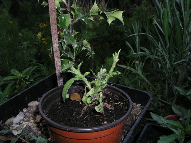 [Foto de planta, jardin, jardineria]