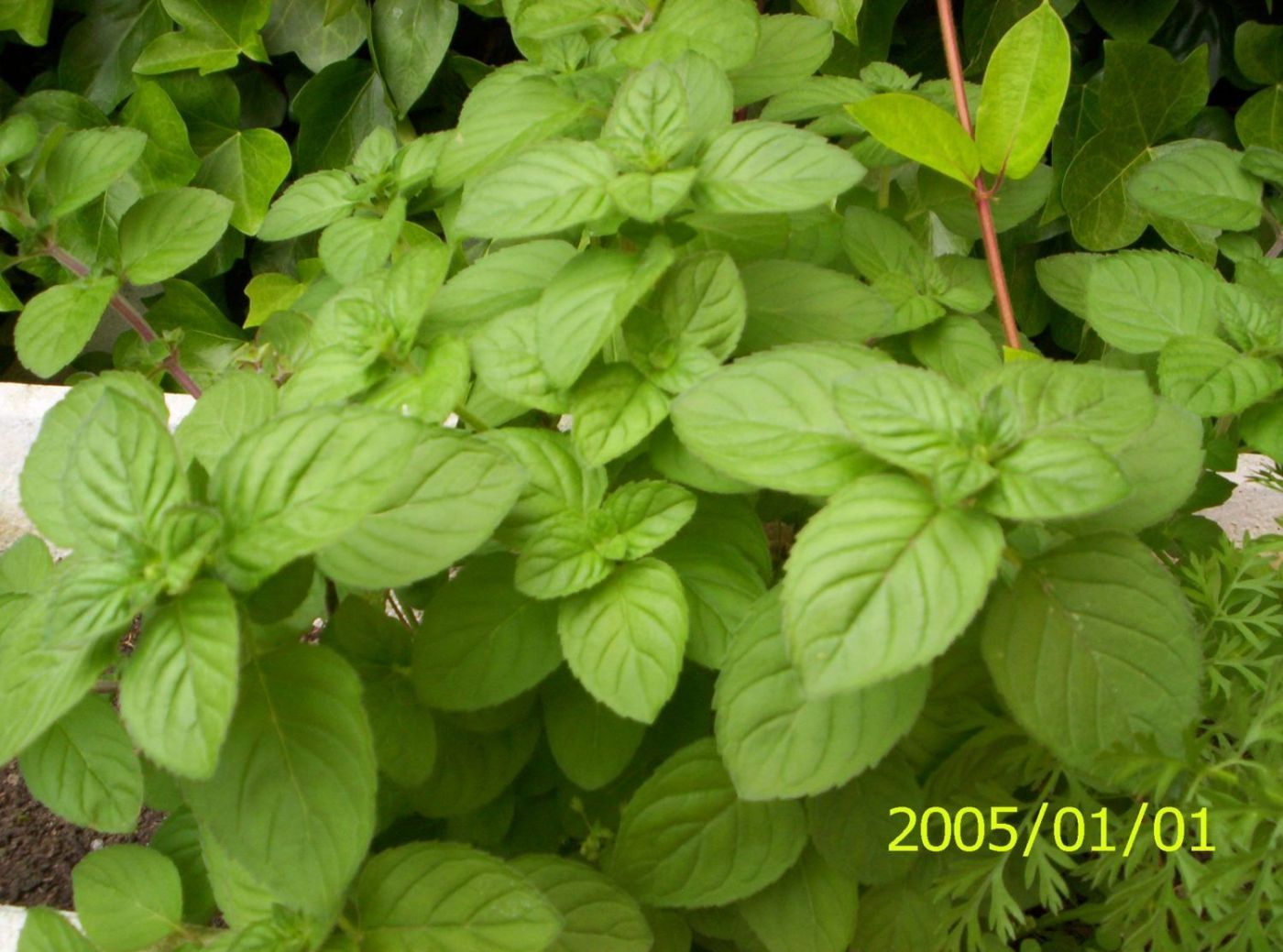 [Foto de planta, jardin, jardineria]