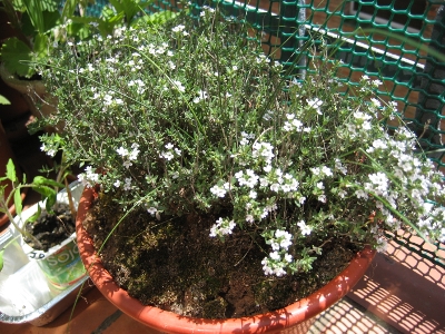 [Foto de planta, jardin, jardineria]