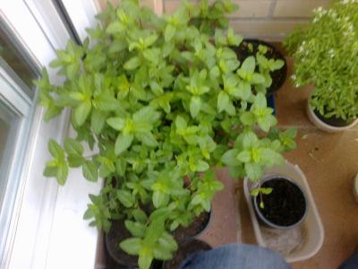 [Foto de planta, jardin, jardineria]