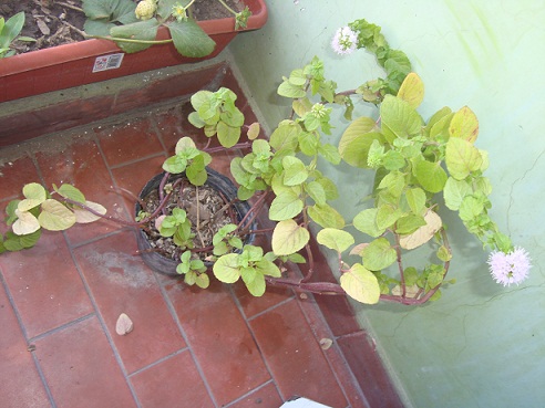 [Foto de planta, jardin, jardineria]