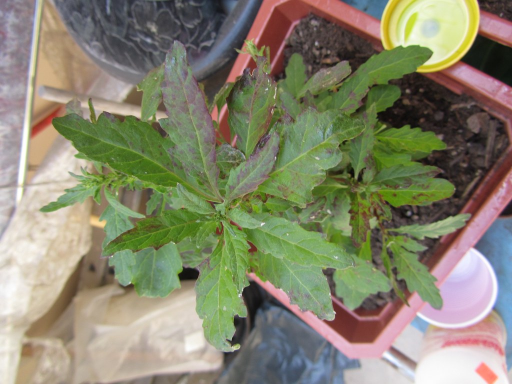 [Foto de planta, jardin, jardineria]