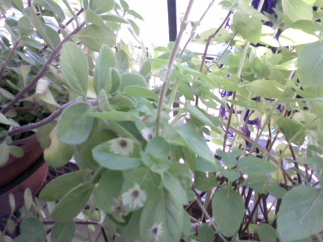 [Foto de planta, jardin, jardineria]