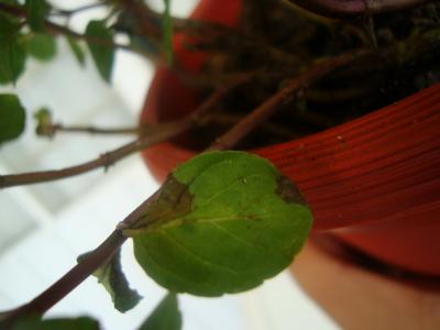 [Foto de planta, jardin, jardineria]