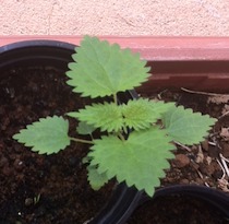 [Foto de planta, jardin, jardineria]