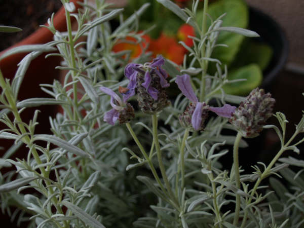 [Foto de planta, jardin, jardineria]