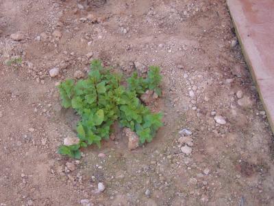 [Foto de planta, jardin, jardineria]