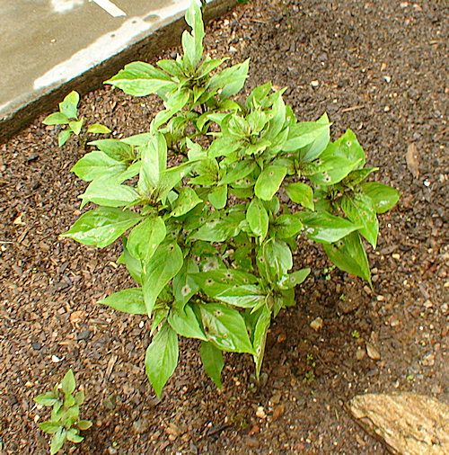 [Foto de planta, jardin, jardineria]