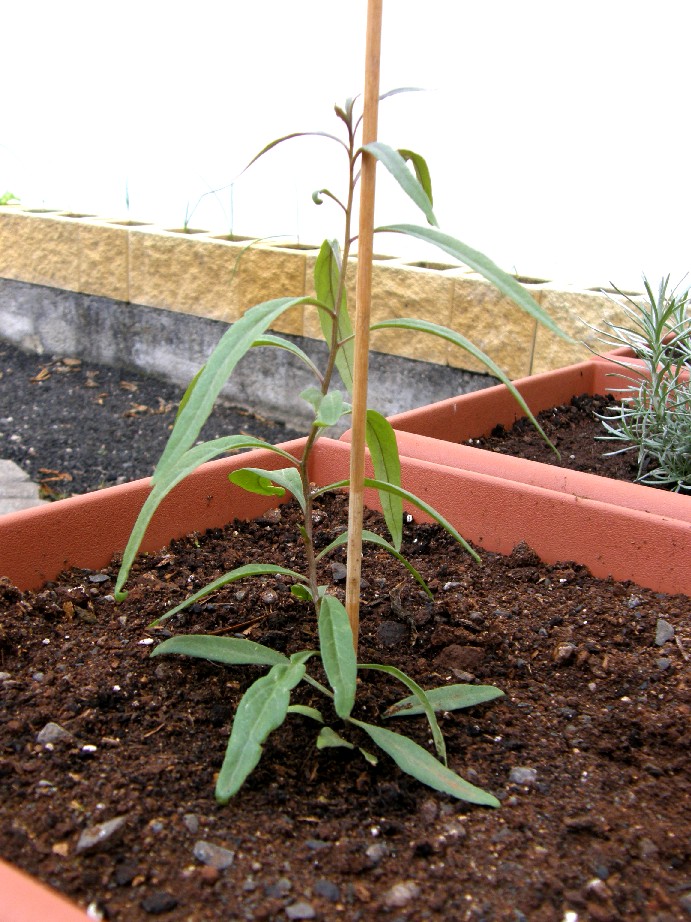 [Foto de planta, jardin, jardineria]