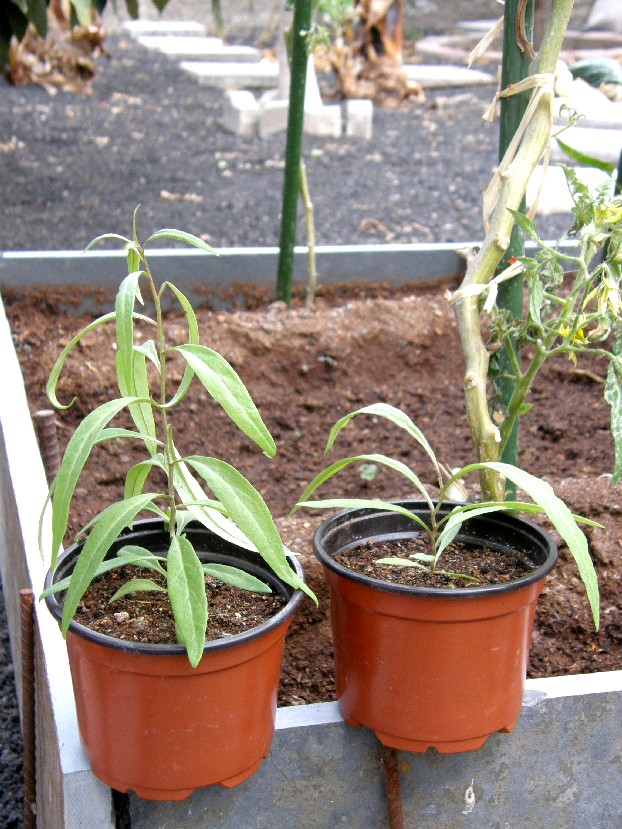 [Foto de planta, jardin, jardineria]