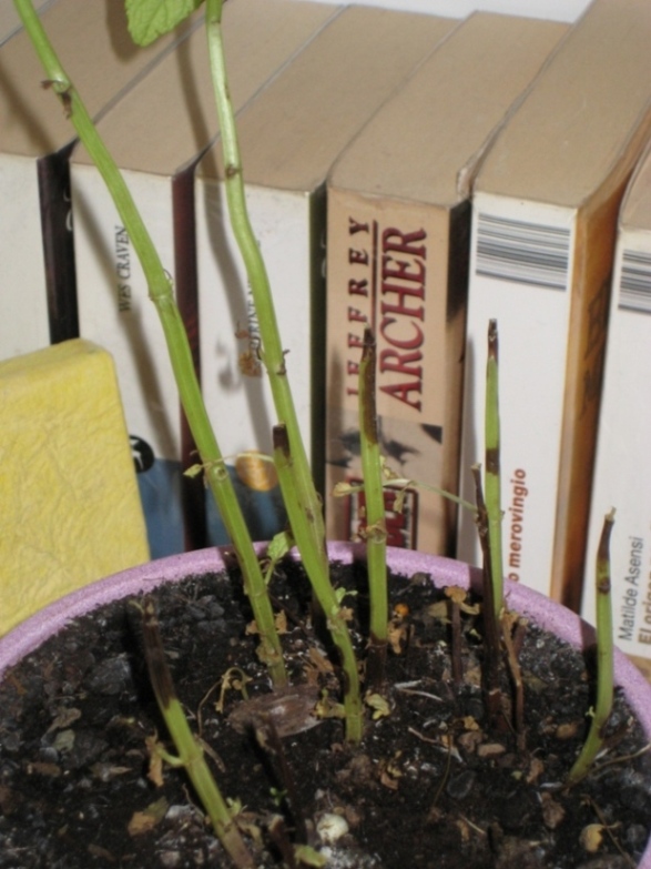 [Foto de planta, jardin, jardineria]