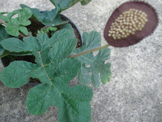 [Foto de planta, jardin, jardineria]