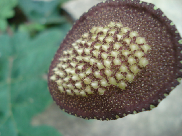 [Foto de planta, jardin, jardineria]