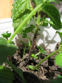 [Foto de planta, jardin, jardineria]