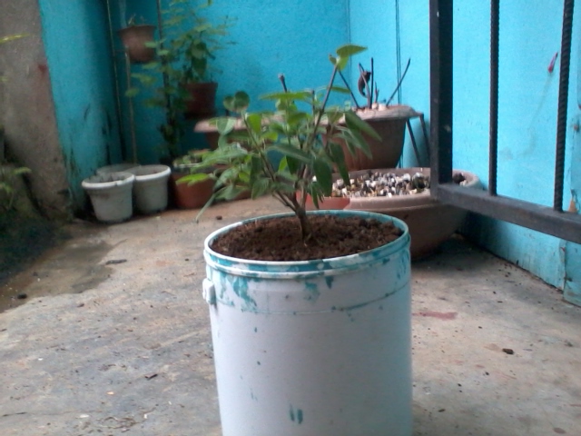 [Foto de planta, jardin, jardineria]