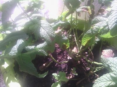 [Foto de planta, jardin, jardineria]