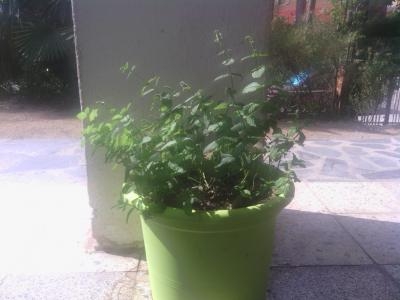[Foto de planta, jardin, jardineria]