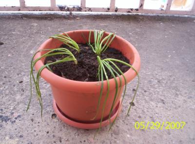 [Foto de planta, jardin, jardineria]